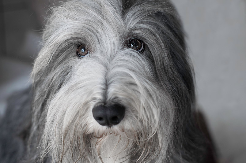 hondenfotografie bearded collie