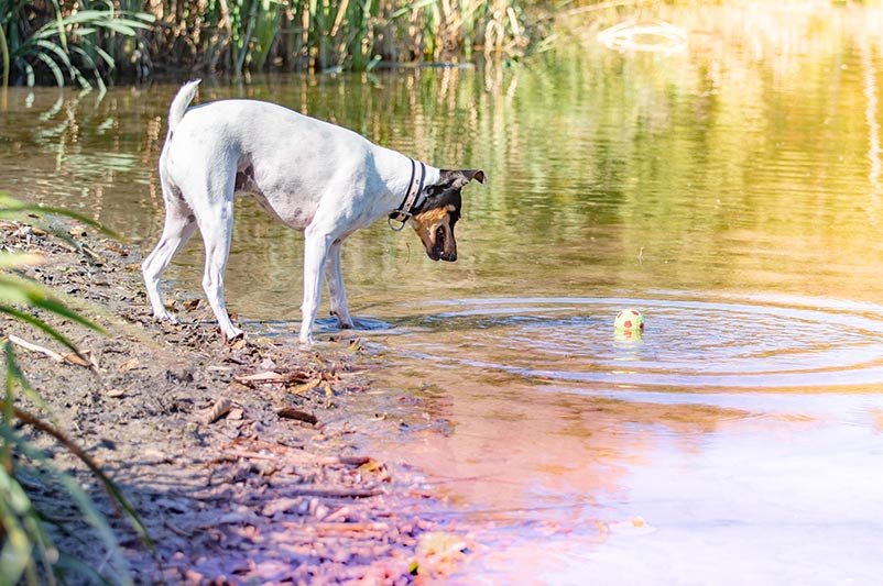 hondenfotografie hond aan water